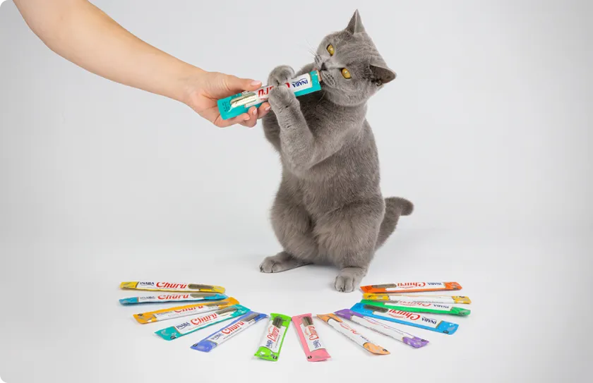 Cat with Churu product standing next to multiple packshots
