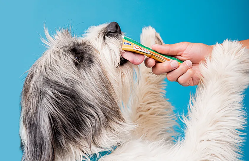 Dog eating a creamy treat that is being hold by the owner