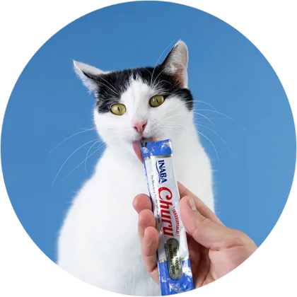 Cat eating Churu product